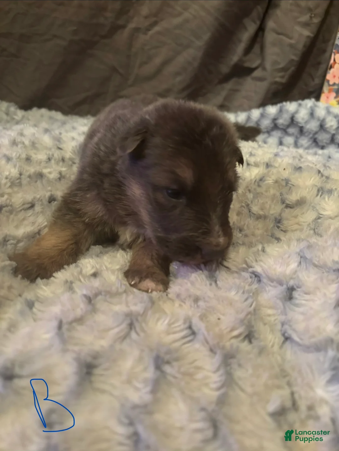 German Shepherd dogs for sale: Boy 3 - Ad 2