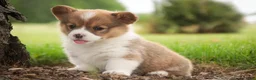 Welsh Corgi Pembroke dogs for sale: Bo Peep - Ad 7