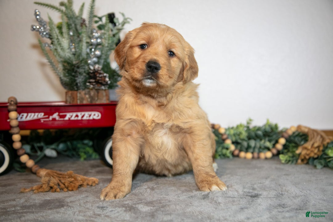 Golden Retriever dogs for sale: Flora - Ad 1