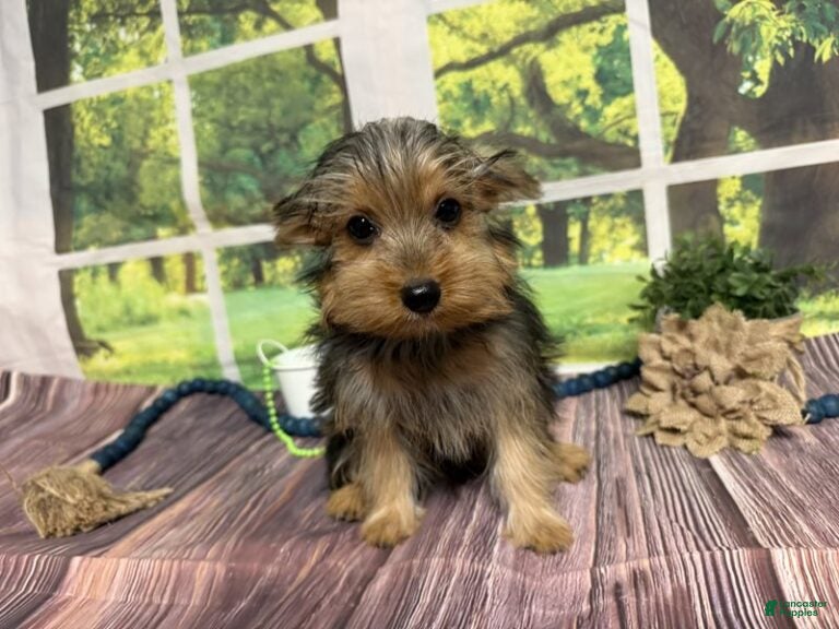 Yorkshire Terrier dogs Baxter - Ad 1