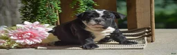 English Bulldog dogs for sale: Panda - Ad 1