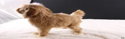 Shihpoo dogs for sale: Theo - Ad 9