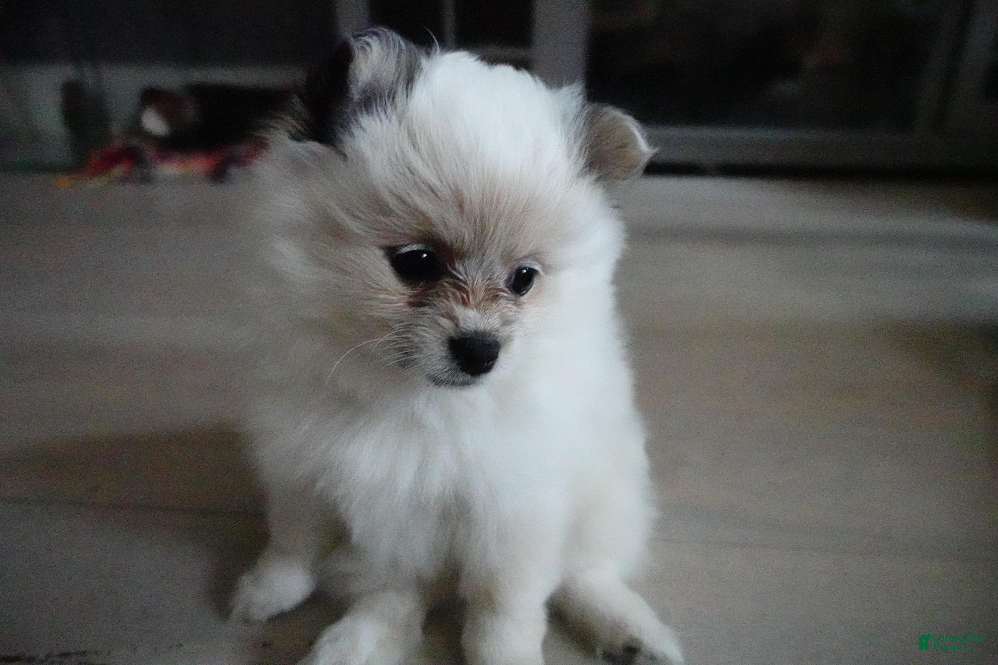Pomeranian dogs for sale: High-White Parti - Ad 2