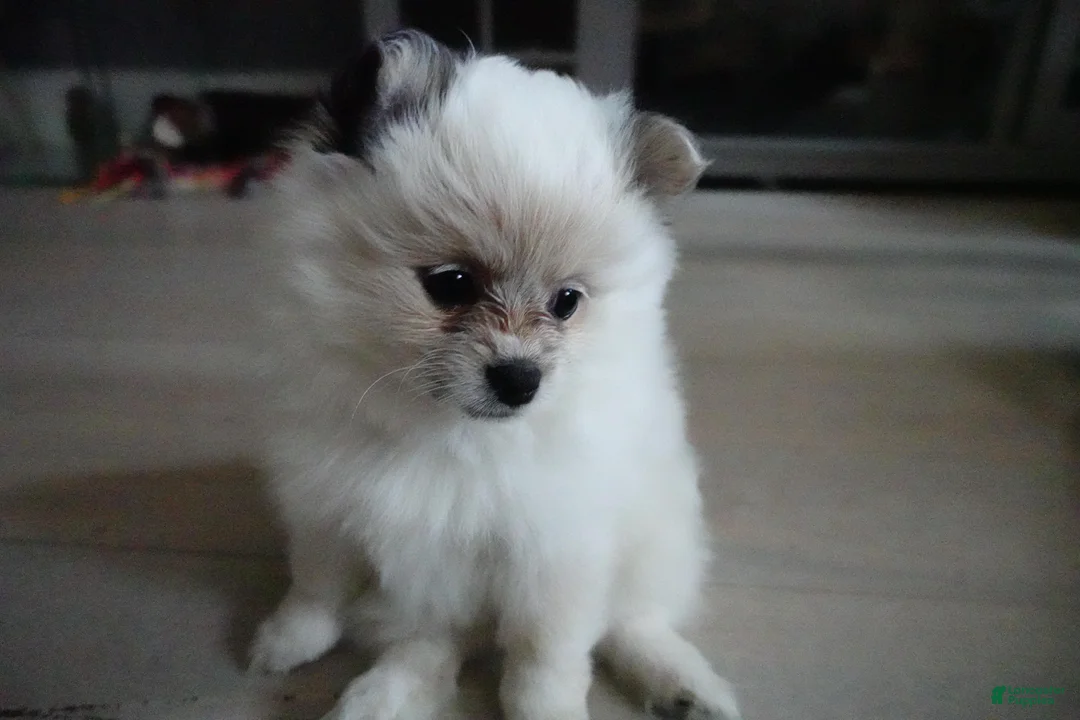 Pomeranian dogs for sale: High-White Parti - Ad 1