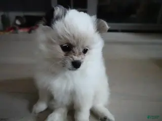 Pomeranian dogs for sale: High-White Parti - Ad 2