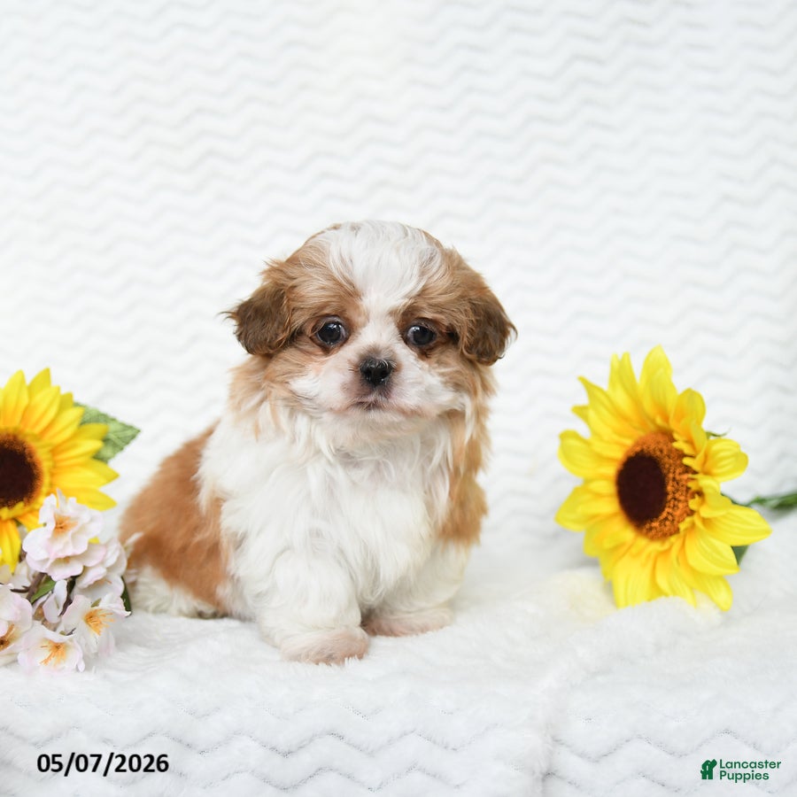Malshi dogs for sale: Brent - Ad 2