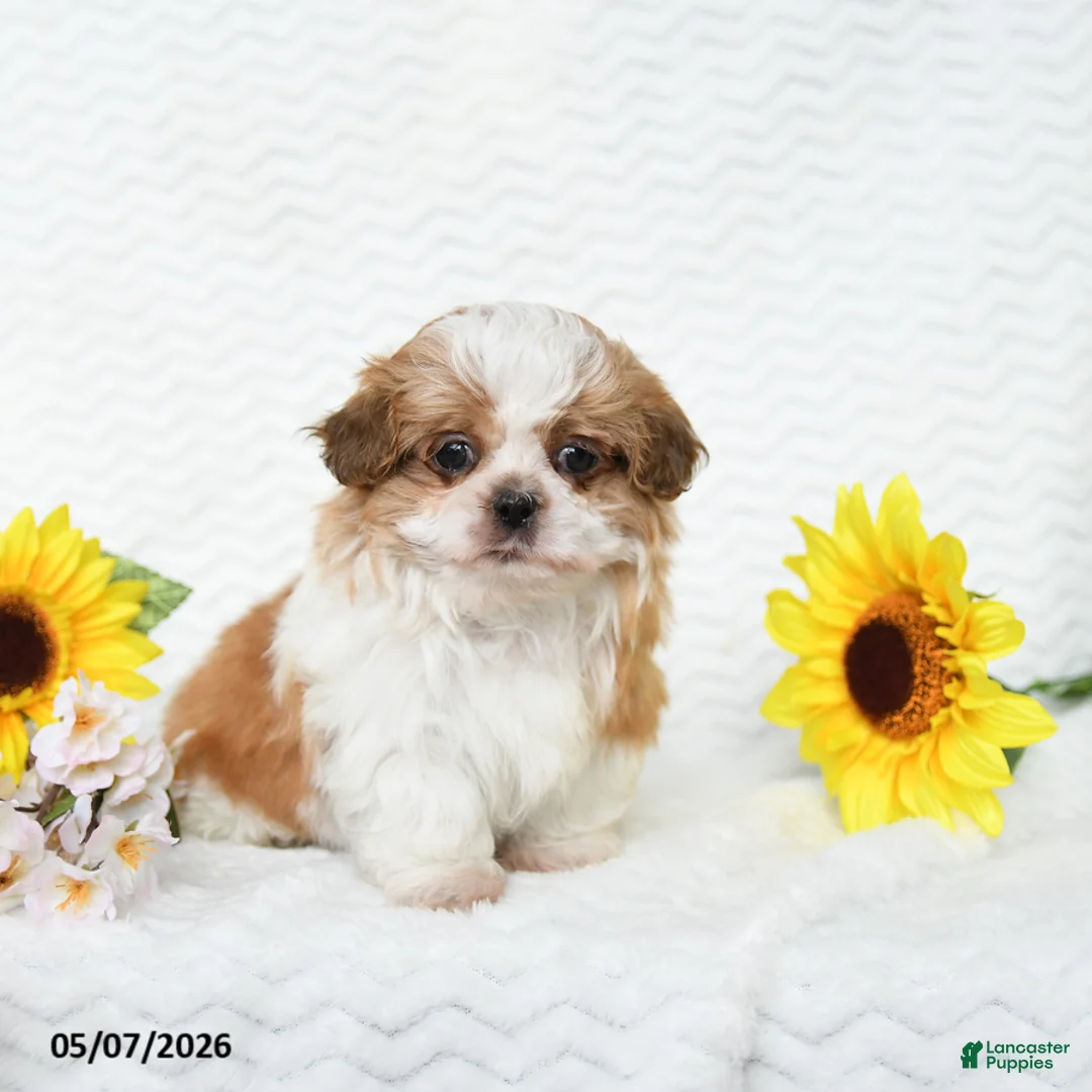 Malshi dogs for sale: Brent - Ad 1