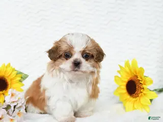 Malshi dogs for sale: Brent - Ad 2