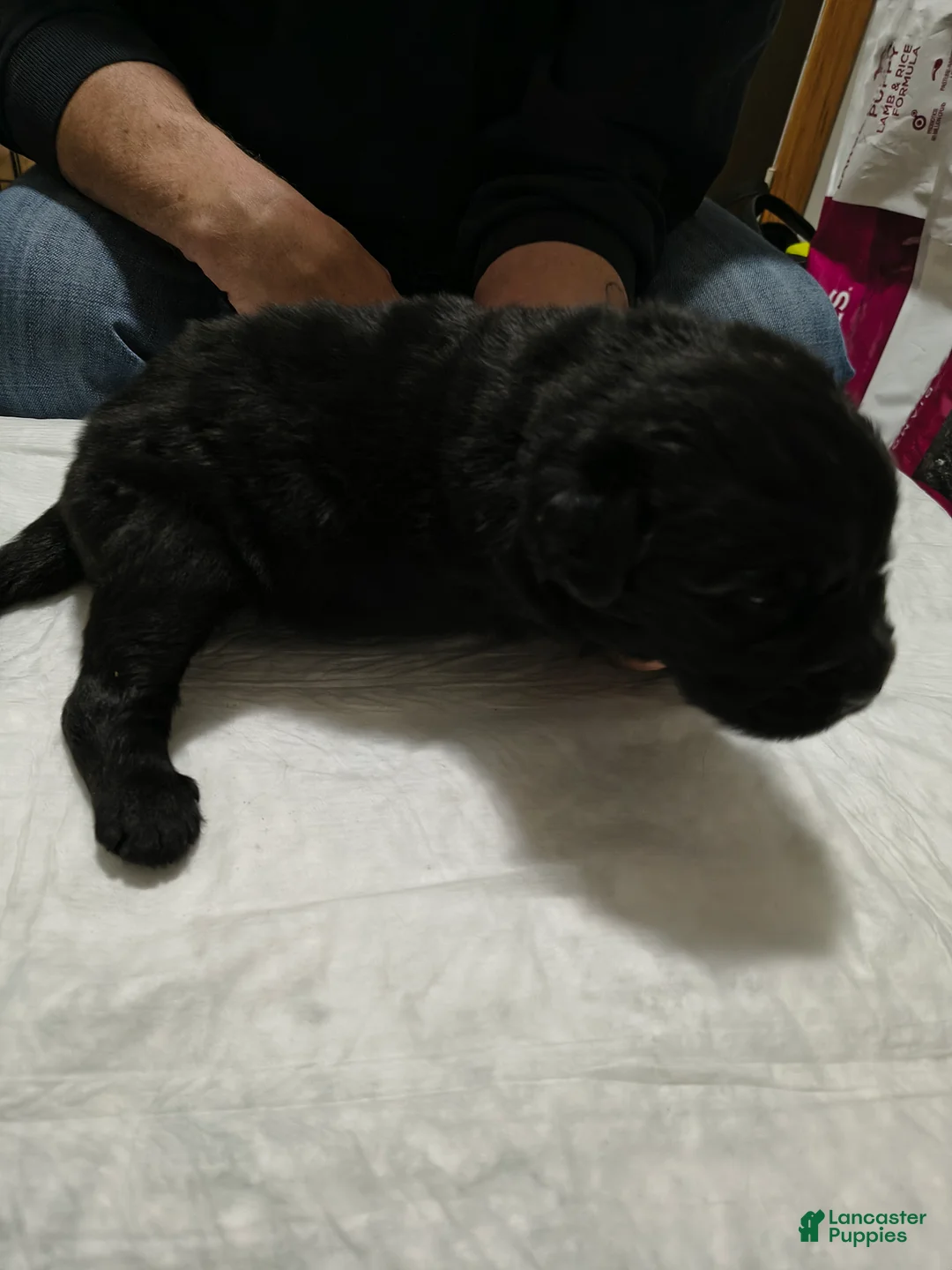Newfoundland dogs for sale: Dark Blue collar  - Ad 1