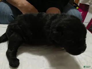 Newfoundland dogs Dark Blue collar - Ad 23