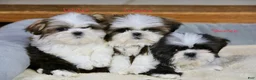 Shih Tzu dogs for sale: Wylee - Ad 15