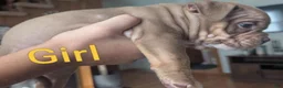 American Bully dogs for sale: American Bully 6 - Ad 2