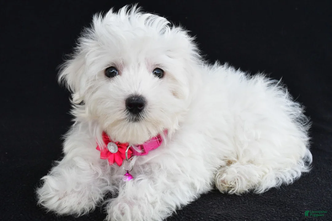 Maltese dogs for sale: Allie - Ad 2