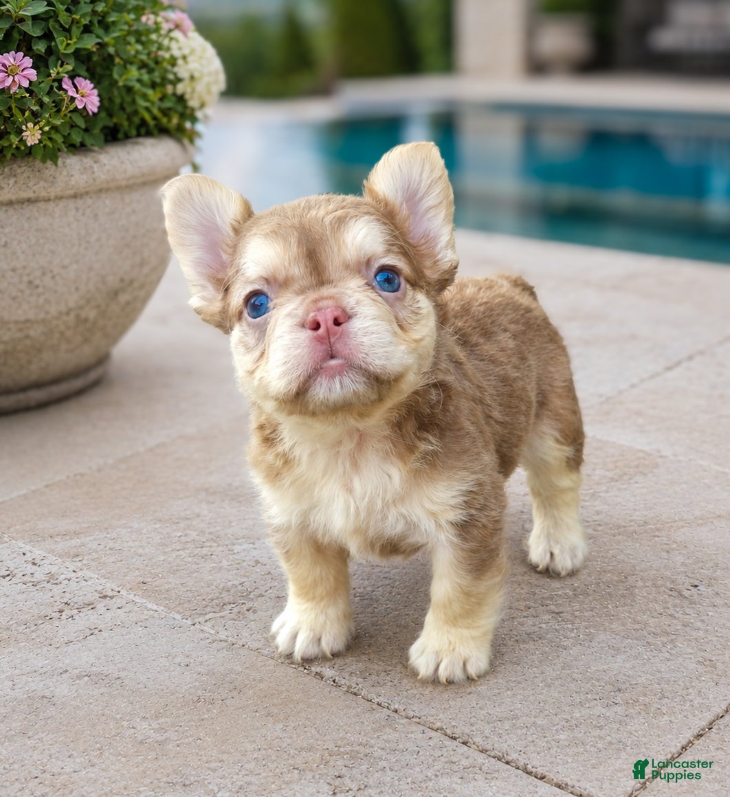 French Bulldog dogs Maple - Ad 28