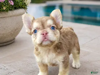 French Bulldog dogs Maple - Ad 28