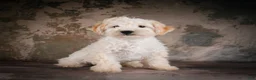 Maltipoo dogs for sale: Theodore - Ad 9
