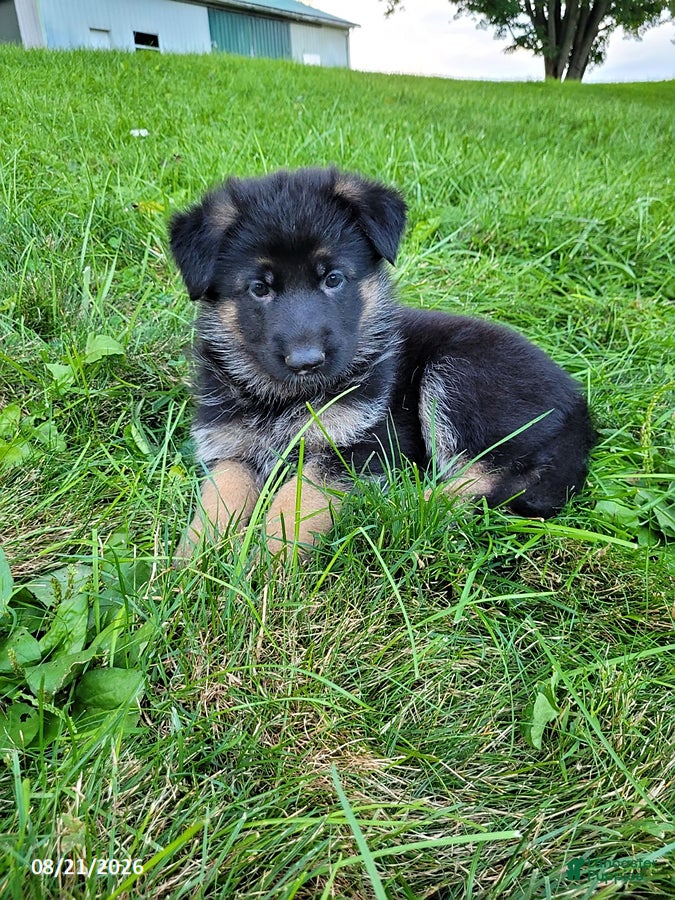 German Shepherd dogs Lucy - Ad 2