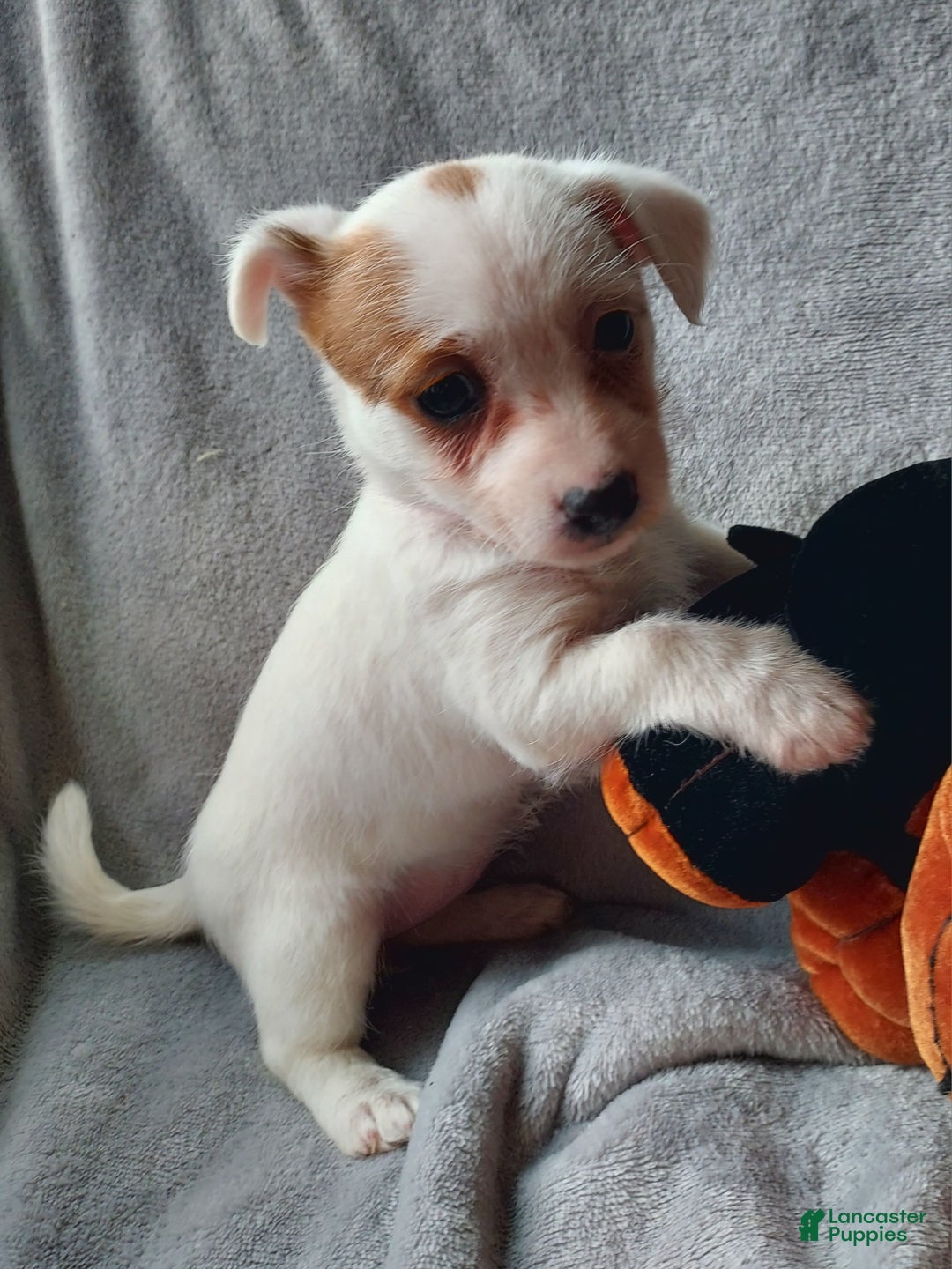 Jackapoo dogs for sale: Fiona - Ad 6