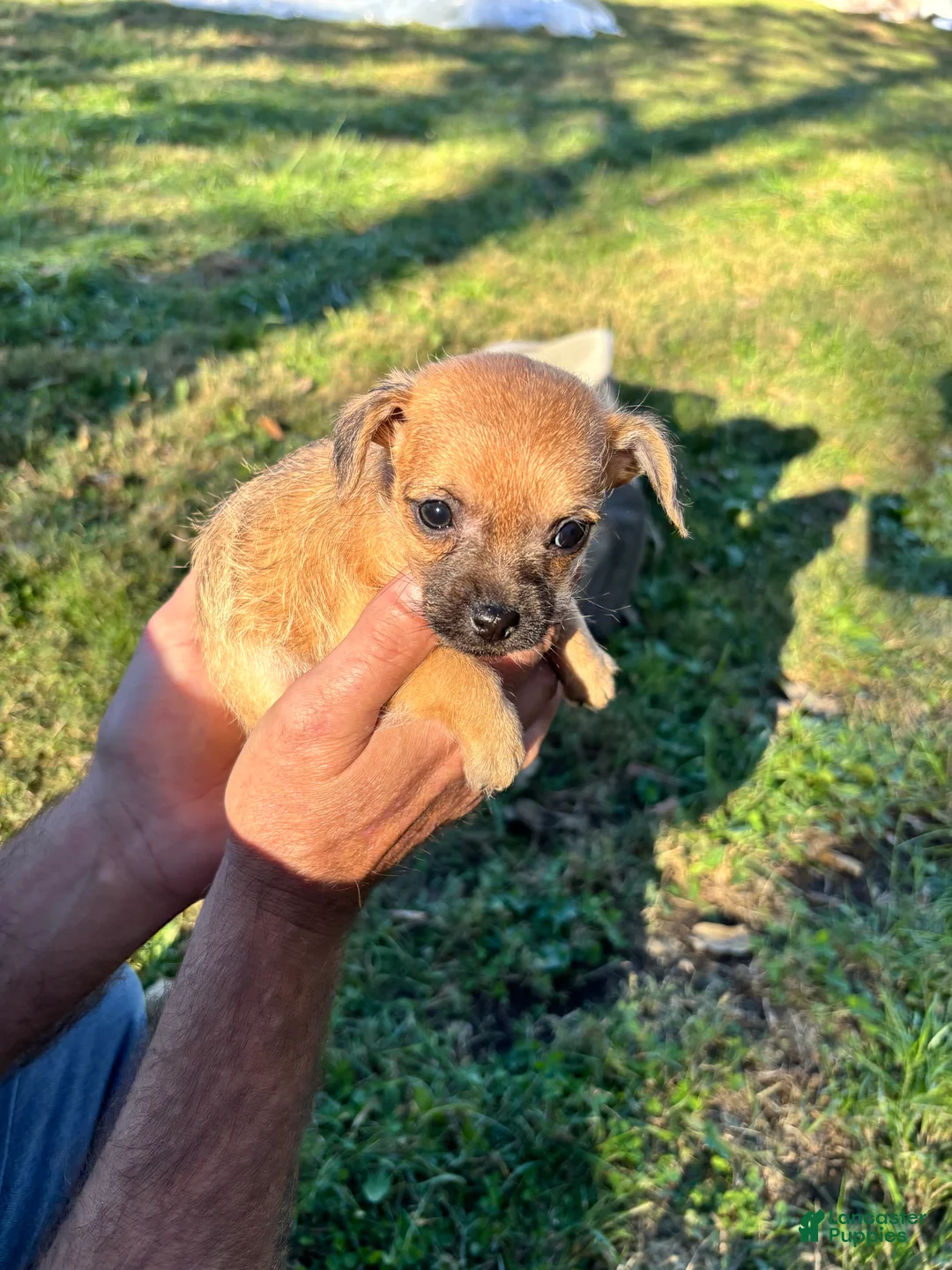 Chipoo dogs for sale: Chipoo 7 - Ad 1