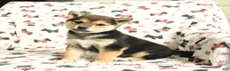 Shiba Inu dogs for sale: Jingles - Ad 4