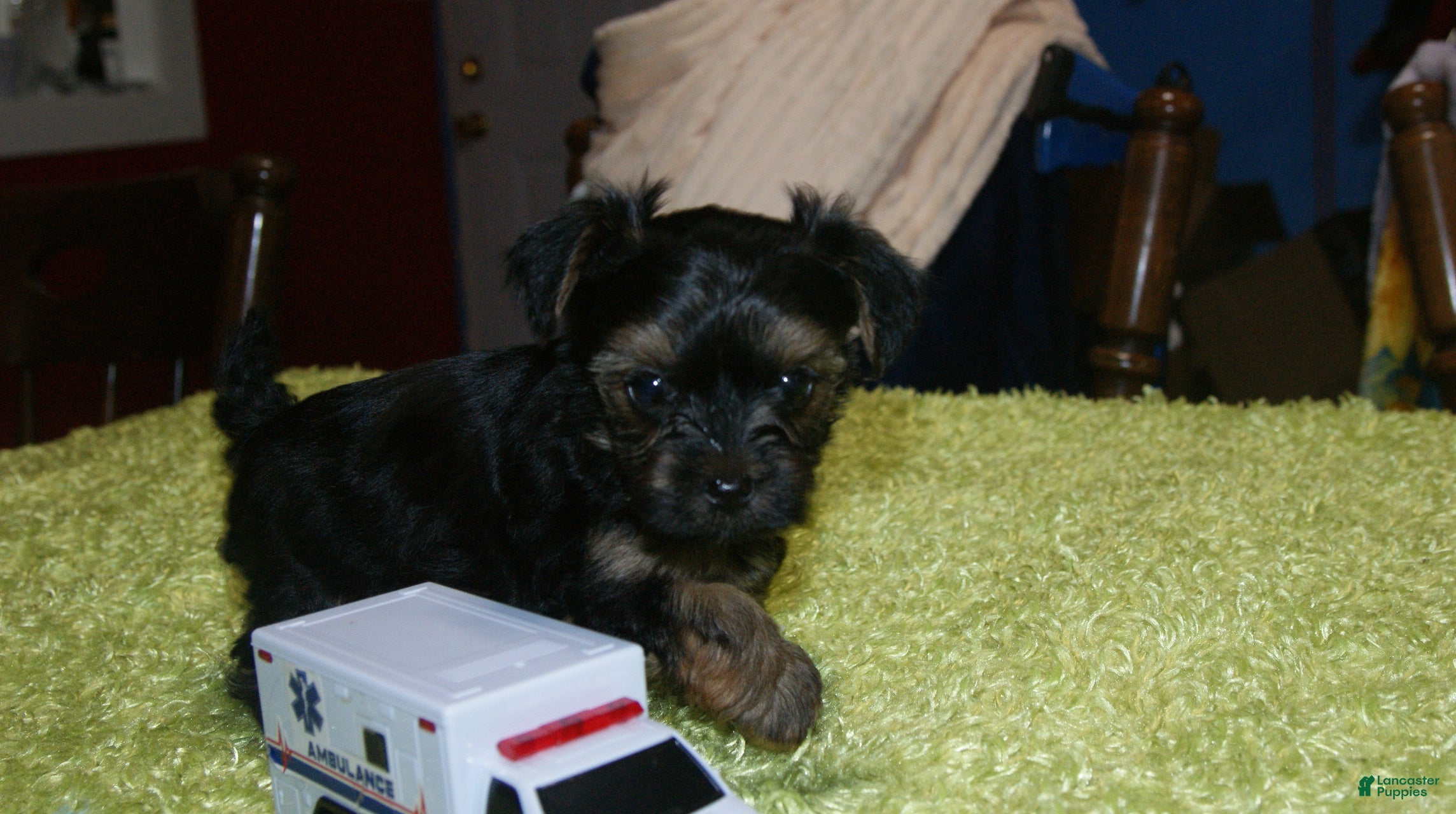 Yorkshire Terrier dogs for sale: Bo  - Ad 1