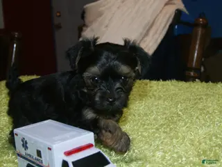 Yorkshire Terrier dogs for sale: Bo - Ad 1