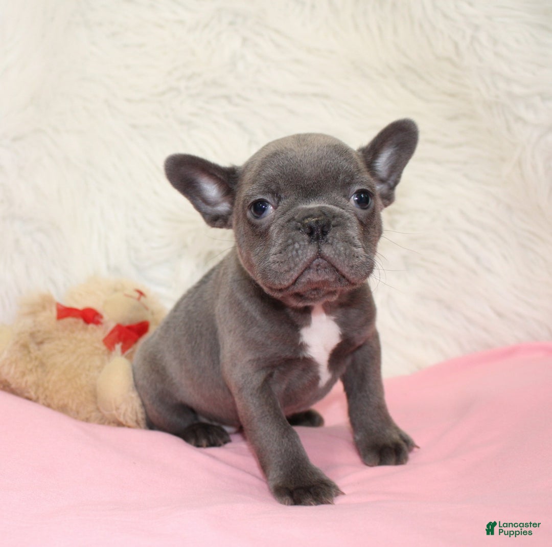 Mixed Breed dogs for sale: Ollie - Ad 8