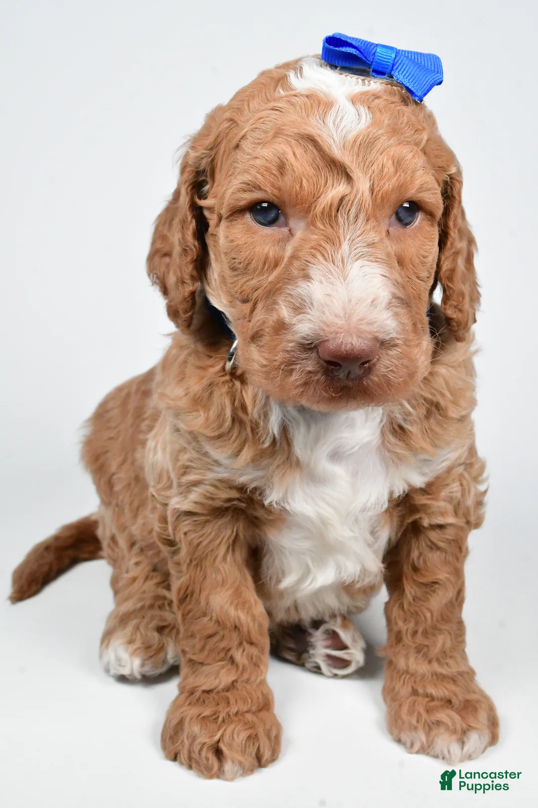 Standard Poodle dogs for sale: Finley - Ad 6