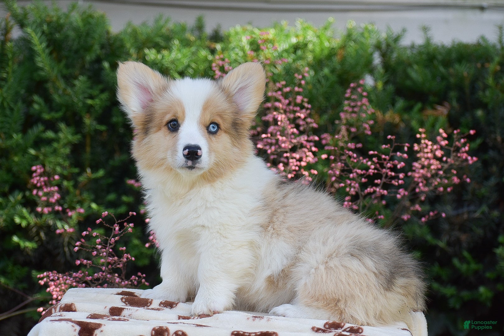 Welsh Corgi Pembroke dogs Falcon - Ad 2