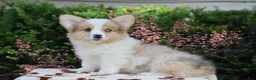 Welsh Corgi Pembroke dogs for sale: Falcon - Ad 2