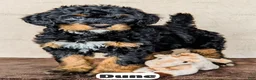 Bernedoodle dogs for sale: Dune - Ad 9