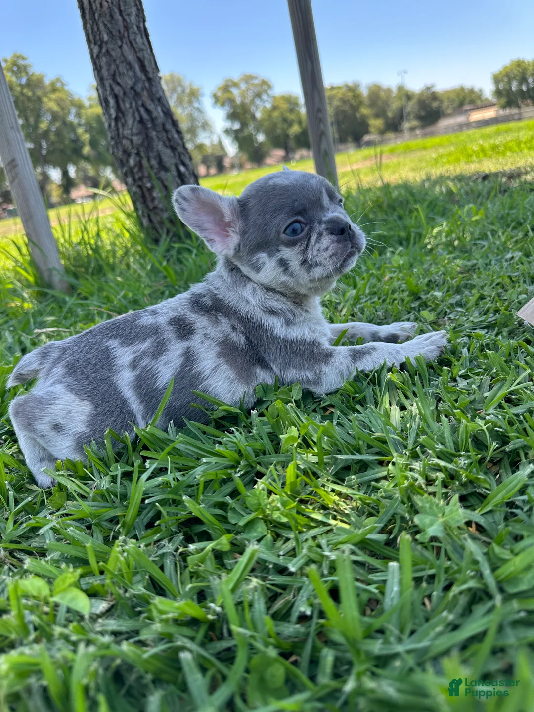 French Bulldog dogs for sale: French Bulldog 3 - Ad 1