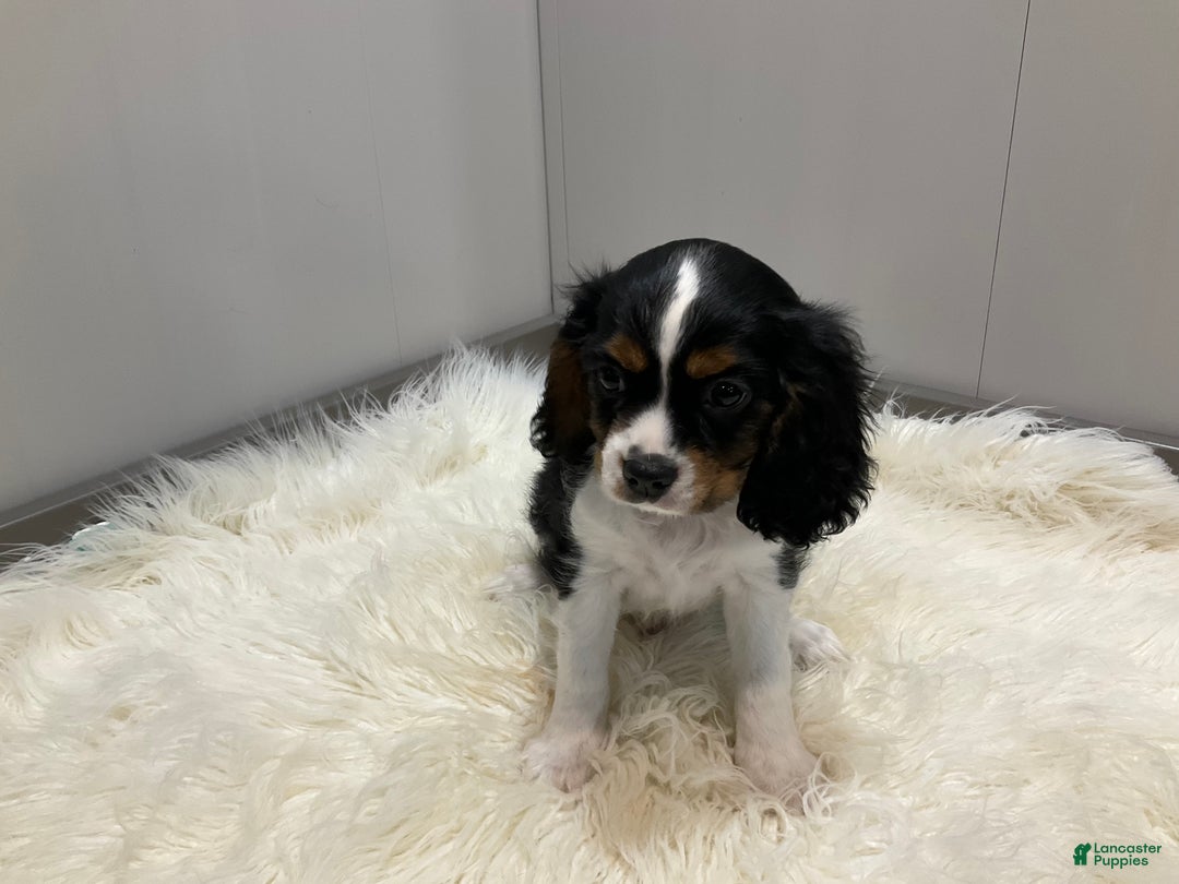 Cavalier King Charles Spaniel litter of puppies for sale in