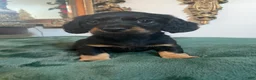 Dachshund dogs for sale: Dachshund 2 - Ad 1