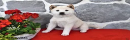 Shiba Inu dogs for sale: Moose - Ad 4