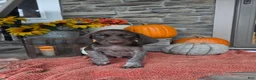 German Shorthaired Pointer dogs for sale: Grit - Ad 3
