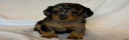 Miniature Dachshund dogs for sale: Ruby - Ad 3