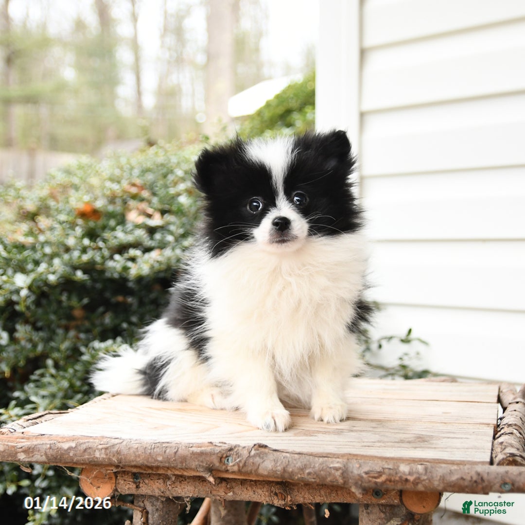 Pomeranian dogs for sale: Joy - Ad 1