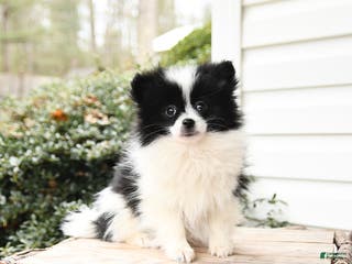 Pomeranian dogs Joy - Ad 7