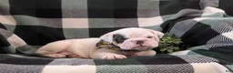 English Bulldog dogs for sale: Talbot - Ad 8