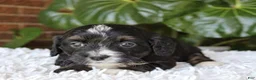 Mini Bernedoodle dogs for sale: Ella - Ad 5