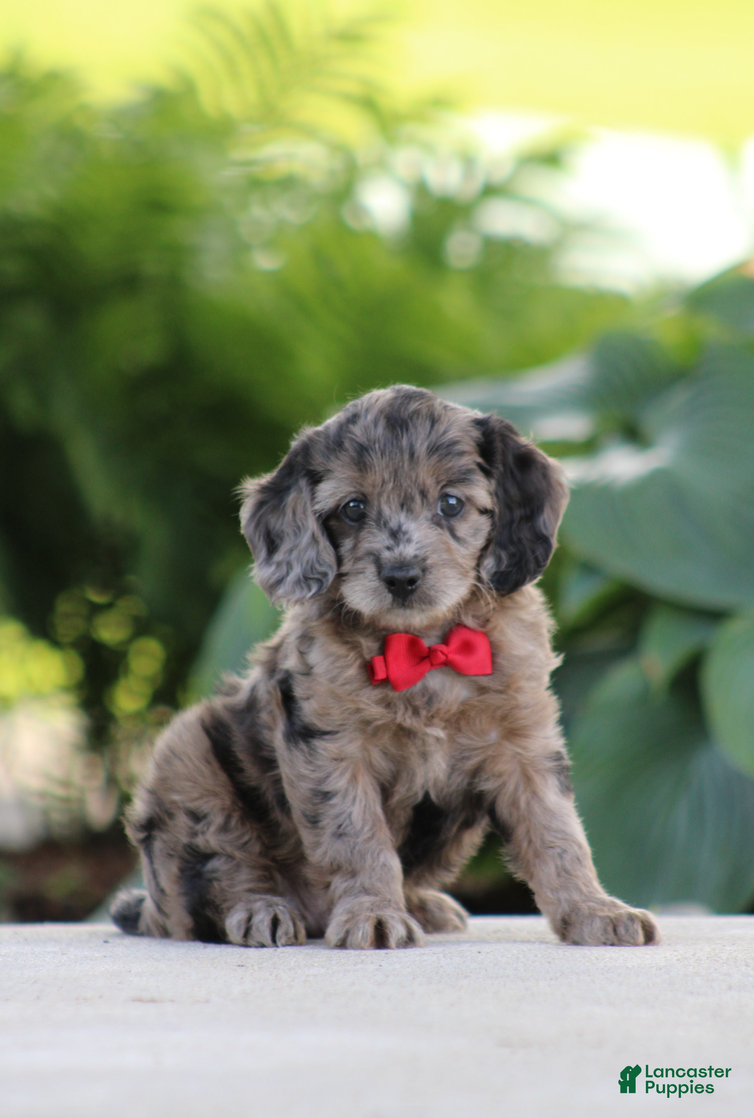 Cavapoo dogs Flynn - Ad 1