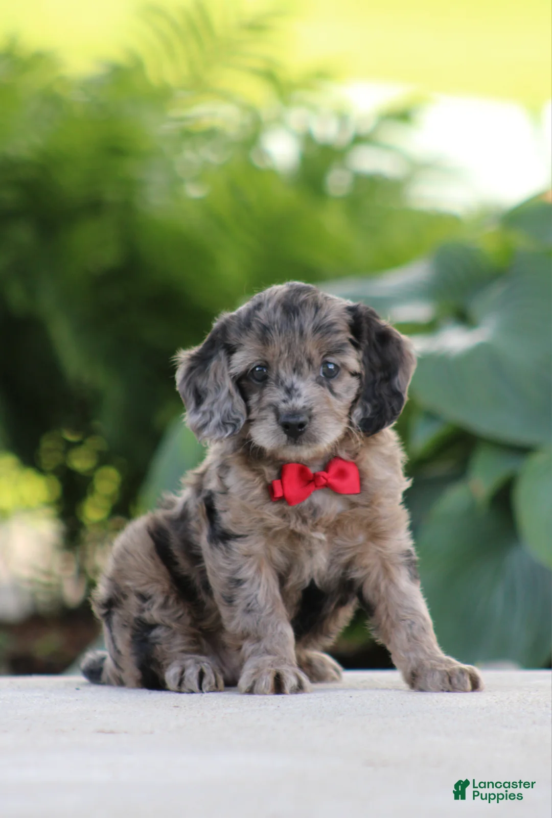 Cavapoo dogs for sale: Flynn - Ad 1