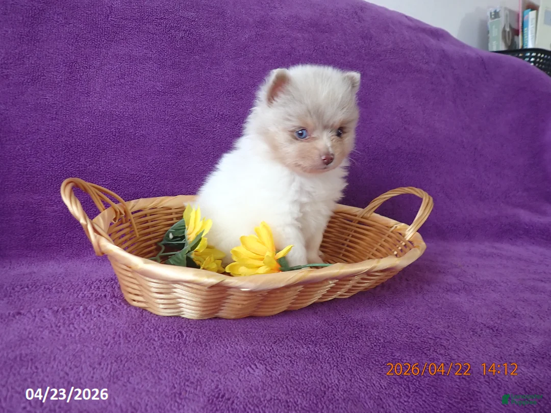 Pomeranian dogs for sale: Bravo - Ad 2