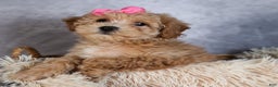 Shihpoo dogs for sale: Eleanor - Ad 6