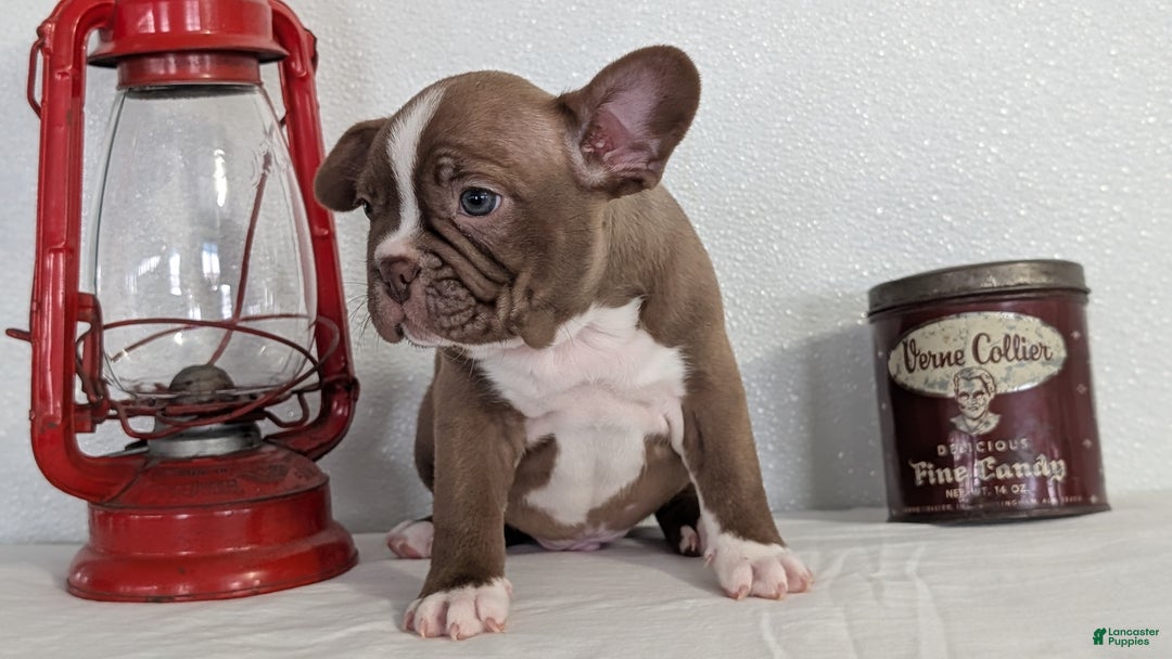 Frenchton dogs for sale: Lando - Ad 8