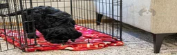 Bernedoodle dogs for sale: Denali - Ready Now! - Ad 9