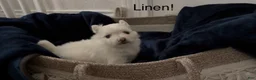 Pomeranian dogs for sale: Linen - Ad 10