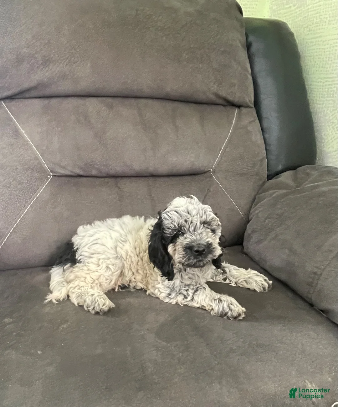 Cockapoo dogs for sale: Cockapoo 3 - Ad 6