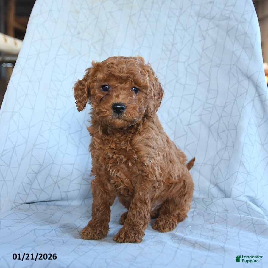 Cavapoo dogs Tigger - Ad 26